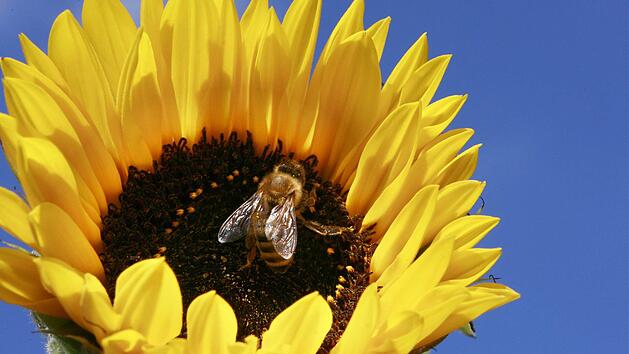 Biene auf Sonnenblume