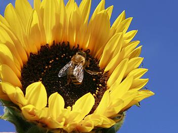 Biene auf Sonnenblume