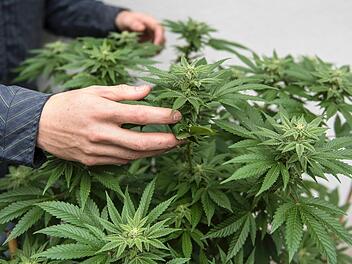 Ein 23-Jähriger pflanzte Cannabis bei sich zuhause an. Außerdem hatte er Elektroschocker und Schlagring als die Polizei kam.