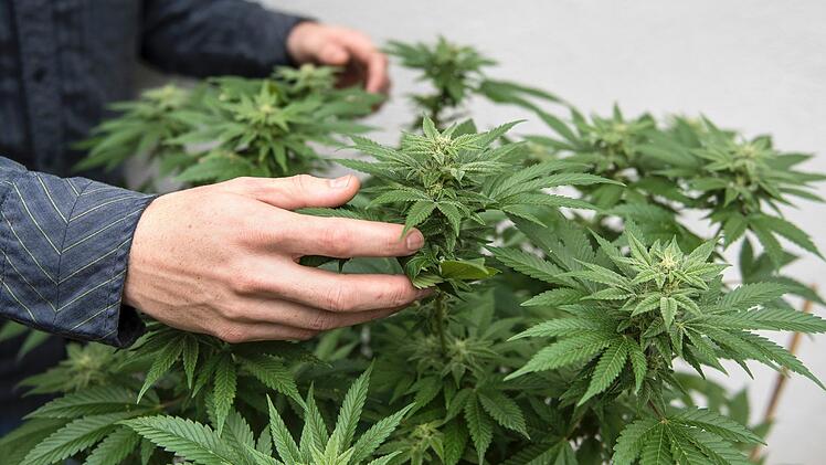 Ein 23-Jähriger pflanzte Cannabis bei sich zuhause an. Außerdem hatte er Elektroschocker und Schlagring als die Polizei kam.
