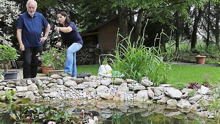 Unser Gartenexperte Jupp Schröder ist zu Gast im grünen Traumgarten von BR-Redakteurin Dagmar Besand und zeigt, wie man Obstbäume von Anfang an richtig schneidet (oben). Besonders gut gefällt ihm der natürliche Teich, in dem Schnecken dafür sorgen, dass das Wasser schön sauber bleibt. Foto: Barbara Herbst