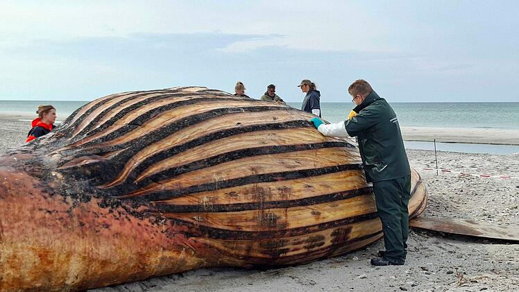 Weitere Entwicklung zum Buckelwal in der Ostsee