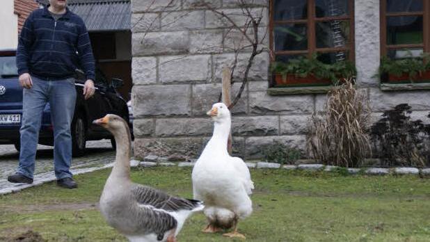 Ganter Paul und Gans Pauline mit Besitzer Hans Albert.