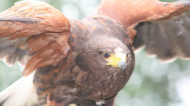 Ein Wüstenbussard war auch in Thurnau zu sehen.