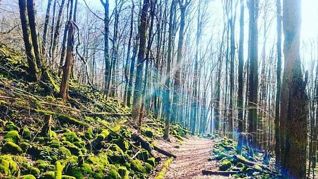 Der Naturlehrpfad Gangolfsberg liegt inmitten des 75 Hektar gro&szlig;en Naturwaldreservats der Rh&ouml;n. Symbolbild: Tina Photography/ infrankenpix.de