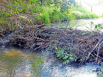 Recht ansehnlich ist mittlerweile der Damm, mit dem der Biber in der Ortsmitte die Trebgast aufstaut, um offensichtlich den unter dem Wasser liegenden Zugang zu seinem Bau zu sichern. Fotos: Dieter Hübner