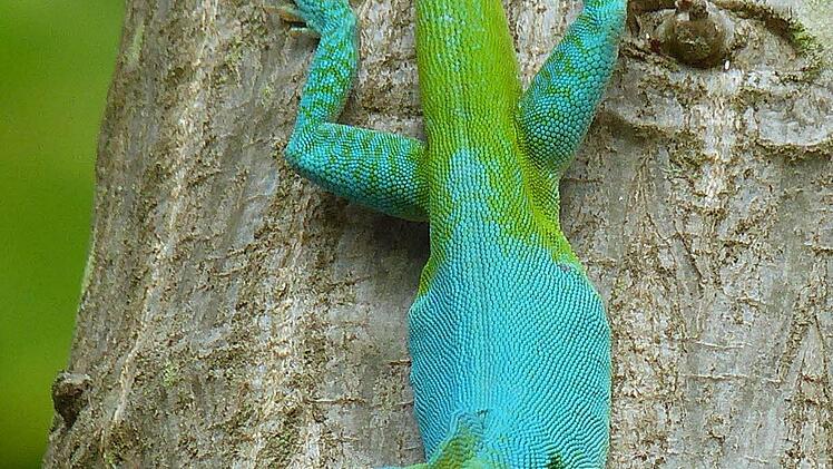 Exotisch. Immer wieder begegnen die Radler in der Karibik interessanten Tier- und Pflanzenarten wie diesem Chamäleon.