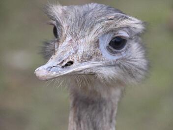 Nandu Nele hat alles im Blick.  Foto: Diana FuchsNandu Nele hat alles im Blick.  Foto: Diana Fuchs