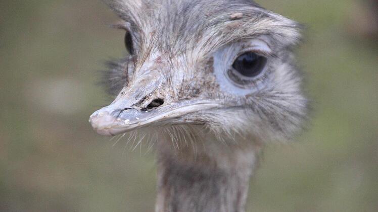 Nandu Nele hat alles im Blick.  Foto: Diana FuchsNandu Nele hat alles im Blick.  Foto: Diana Fuchs