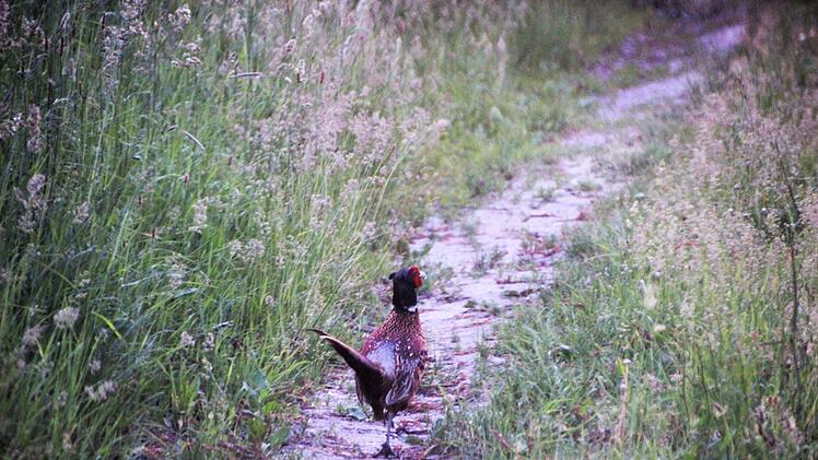 Dieser Fasan stolziert offenbar gern zwischen hohen Gräsern hindurch. Fuchs