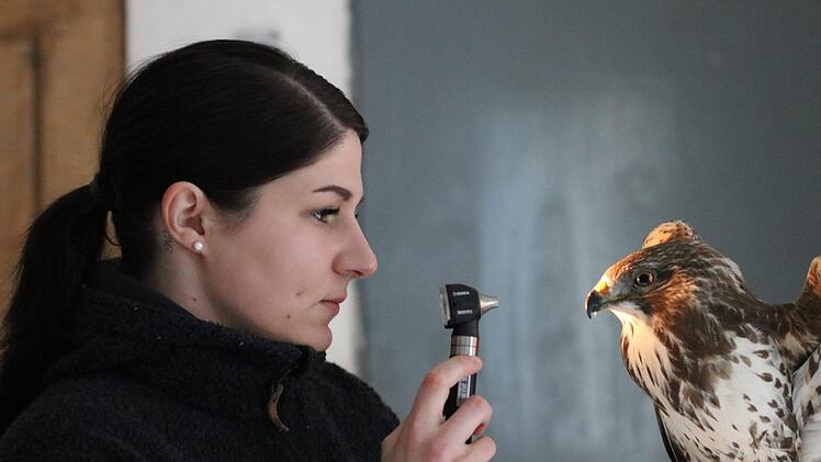 Theresa Kneuer kontrolliert die Pupillen eines M&auml;usebussards, der gegen ein Auto geprallt ist. In der Tierauffangstation in Kilianshof werden verletzte Tiere betreut, die nach ihrer Gesundung wieder in die Freiheit entlassen werden sollen. Foto: Lucas Kneuer