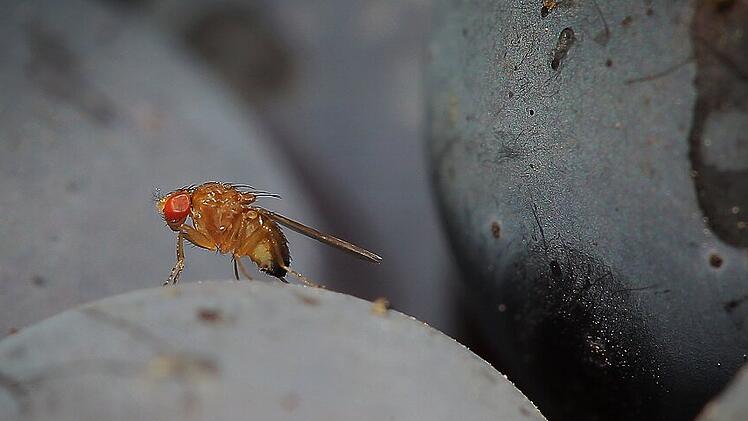 Kirschessigfliege bedroht Rotweinreben