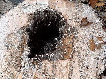 Regelrecht verfault war einer der gef&auml;llten B&auml;ume im Inneren.