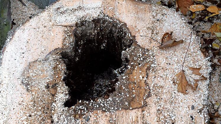 Regelrecht verfault war einer der gef&auml;llten B&auml;ume im Inneren.