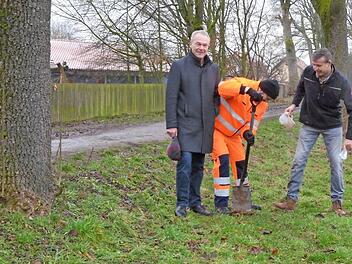 Die Bäume der Thanner Allee werden mit Pilzen geimpft, damit sie harten Bedingungen besser widerstehen können (von links): Frank Rebhan, Günter Franke und Lothar Geuther. Foto: Rainer Lutz