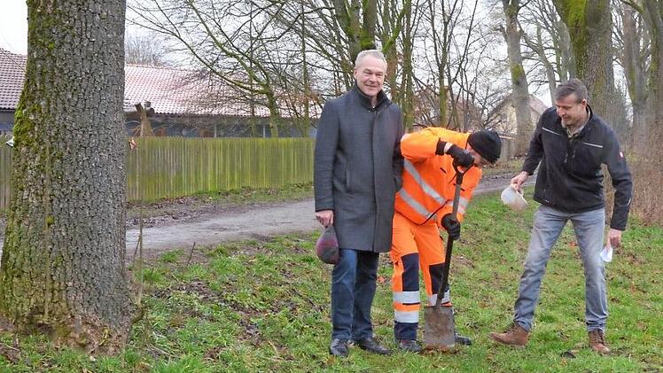 Die Bäume der Thanner Allee werden mit Pilzen geimpft, damit sie harten Bedingungen besser widerstehen können (von links): Frank Rebhan, Günter Franke und Lothar Geuther. Foto: Rainer Lutz