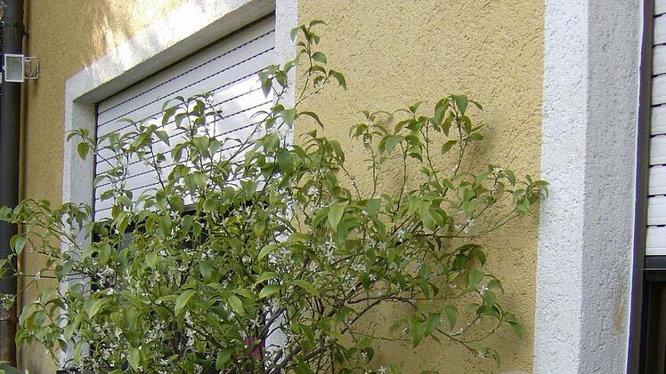 Im Garten der Familie Trautner in Gräfenberg. Foto: Petra Malbrich