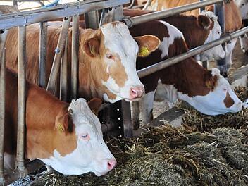 Aktuell gibt es noch etwa 10 000 Bauernhöfe in Oberfranken - Tendenz weiter fallend. Fotos: Stephan Herbert Fuchs