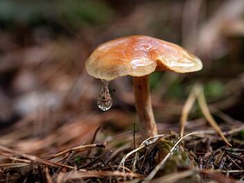 In einem Waldst&uuml;ck bei Wittershausen machte eine Familie einen scheinbar lebensgef&auml;hrlichen Fund. Sofort verst&auml;ndigten sie die Polizei. Die konnte die Sache aufkl&auml;ren. Foto: Sina Schuldt/dpa