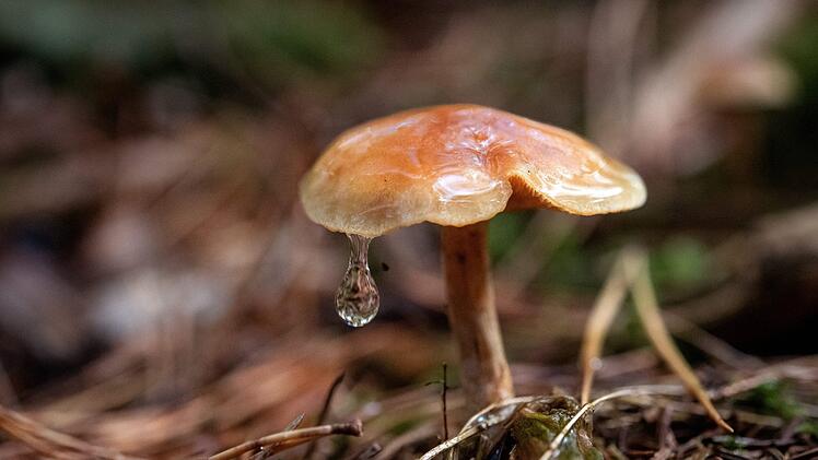 In einem Waldst&uuml;ck bei Wittershausen machte eine Familie einen scheinbar lebensgef&auml;hrlichen Fund. Sofort verst&auml;ndigten sie die Polizei. Die konnte die Sache aufkl&auml;ren. Foto: Sina Schuldt/dpa