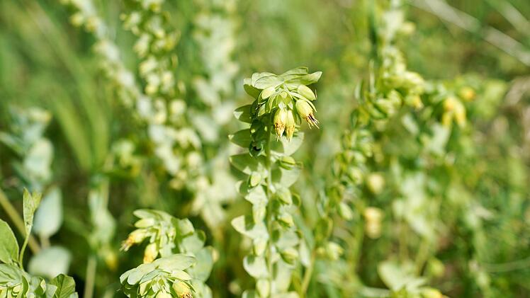 Die  Kleine Wachsblume ist vom Aussterben bedroht.Adriane Lochner