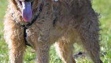 Elvis wartet im Tierheim. Foto: privat