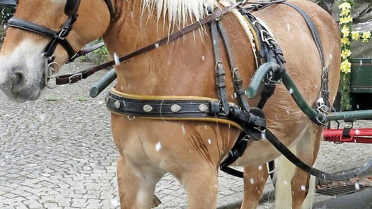 Auch Kutschen fuhren mit.