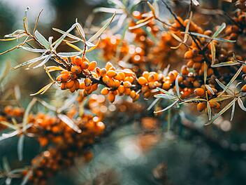 Dieser dornige Strauch mit den orangeroten Beeren ist ein wahres Gesundheits- und Schönheitswunder.