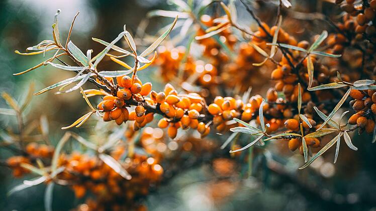Dieser dornige Strauch mit den orangeroten Beeren ist ein wahres Gesundheits- und Schönheitswunder.