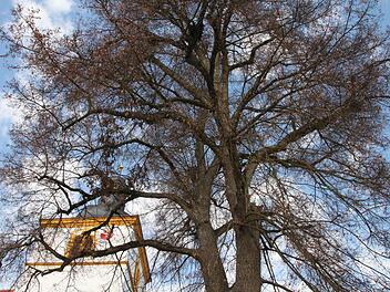 Die Linde am Kirchplatz bleibt. Das Landratsamt habe richtig gehandelt, als es den Baum durch eine Sicherstellung vor der Motorsäge schützte, hat das Verwaltungsgericht entschieden. Foto: Heike Beudert