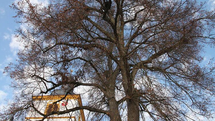 Die Linde am Kirchplatz bleibt. Das Landratsamt habe richtig gehandelt, als es den Baum durch eine Sicherstellung vor der Motorsäge schützte, hat das Verwaltungsgericht entschieden. Foto: Heike Beudert