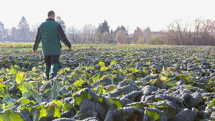 Der Herbst, als der Regen kam, sorgt in Bamberg für einen zweiten Frühling: Wirsingfeld Ende Dezember.