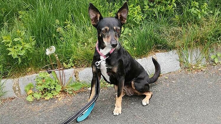 Hund Miley ist seit über zwei Jahren im Tierheim Bayreuth