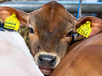 Erst drei Wochen alt - Verkehrskontrolle deckt Vergehen eines Tiertransporters auf Erst drei Wochen alt - Verkehrskontrolle deckt Vergehen eines Tiertransporters auf