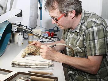 Geduld und ruhige Hände sind gefragt, wenn Stefan Eggmaier die wertvollen Fossilien aus ihrer steinernen Umklammerung befreit, hier den Schädel eines Placodus, ein Pflasterzahnsaurier aus dem Oberen Muschelkalk von Bindlach.  Fotos: Jochen Nützel