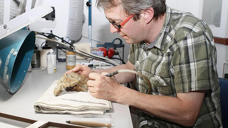 Geduld und ruhige Hände sind gefragt, wenn Stefan Eggmaier die wertvollen Fossilien aus ihrer steinernen Umklammerung befreit, hier den Schädel eines Placodus, ein Pflasterzahnsaurier aus dem Oberen Muschelkalk von Bindlach.  Fotos: Jochen Nützel