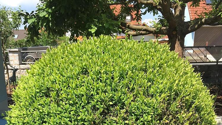 So sieht ein befallener Buchsbaum aus, in dem sich der Schädling gerade ausbreitet. Foto: Jeanine Ronay