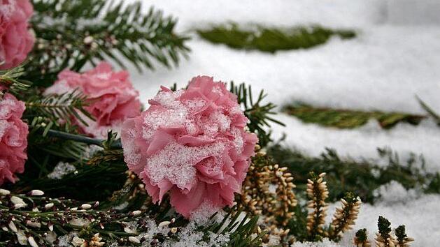 Mit den Gedenktagen im November hätte man gerne noch mal schöne Blüten für       seine Liebsten. Doch was eigent sich für eine winterliche Grabbepflanzung? Bild: Catkin/ pixabay.com