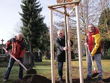 Stadtrat Richard Fix (von links), Frank Scheller und Christian Barthel von der Deutschen Post DHL W&uuml;rzburg pflanzen die Sumpfeiche im Kapellenpark.