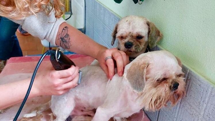 Tierheim Bamberg entsetzt - erneut Hunde in "miserablem Zustand" aufgefunden
