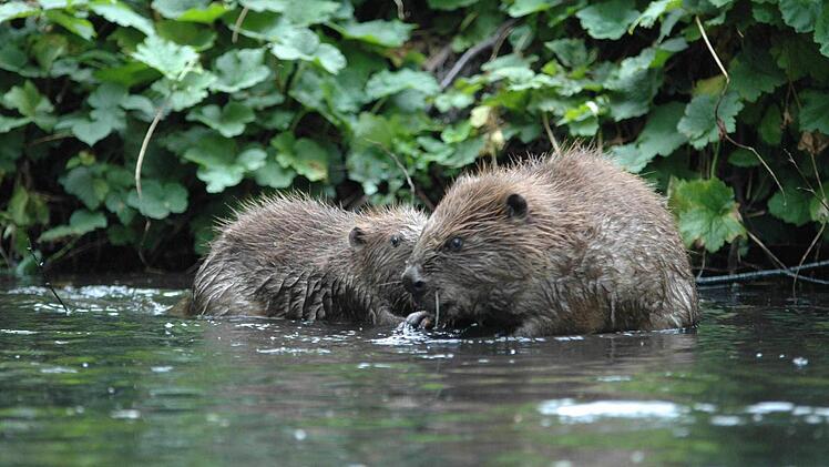 So sehen übrigens lebendige Biber aus. Foto: BN