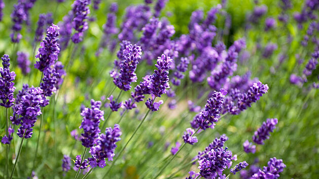 Lavendel blüht in den schönsten Lila-Tönen
