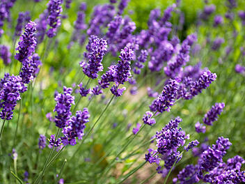 Lavendel blüht in den schönsten Lila-Tönen