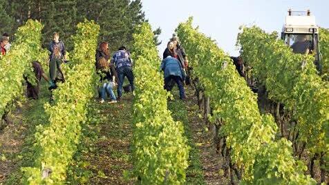 Schüler und Erntehelfer am Gommersberg
