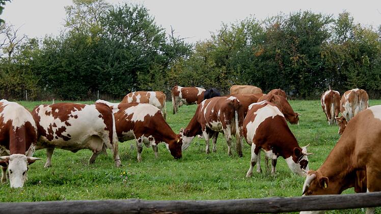 Die Milchkühe haben das ganze Jahr über direkten Zugang zu ihrerWeide.