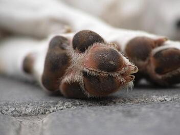 Die Frau schleifte den toten Hund mit ihrem Auto hinter sich her. Erst Zeugen machten die 69-J&auml;hrige auf den Kadaver aufmerksam.