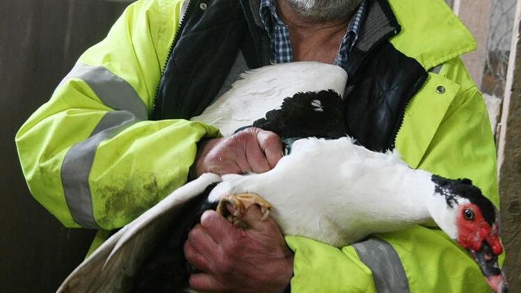 Horst Wolrath liebt seine Warzenenten und seine Gänse. Aber jetzt ist nur noch das Elternpaar übrig als Basis für die neue Zucht.
