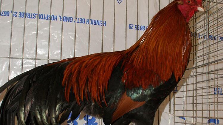 Stolz in die Brust warf sich dieser Cupulaja-Hahn bei der Jubiläums-Kleintierschau in Eltmann.