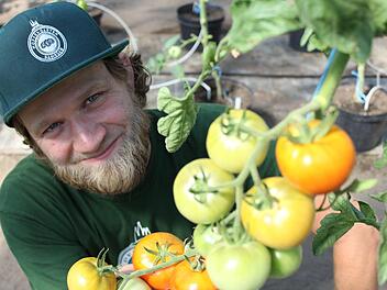Kris Emmerling baut in Bamberg über 100 verschiedene Tomatensorten an - Besucher können in der Gärtnerei selbst ernten. Anna-Lena Deuerling