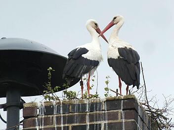 Zwei Verliebte bauen sich in Haundorf ein Nest.  Fotos: Manfred Welker